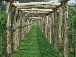 winnica spotkaniówka